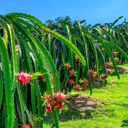Dragon fruit plants with red pitaya growing on a sunny day.