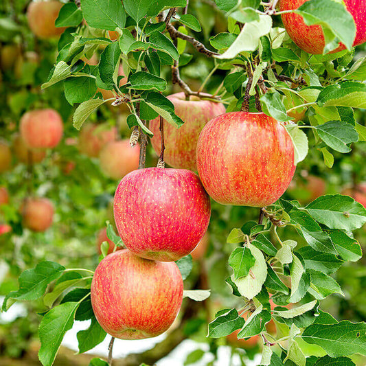 Several red fuji apples hanging from a tree branch with green leaves in an outdoor orchard setting.
