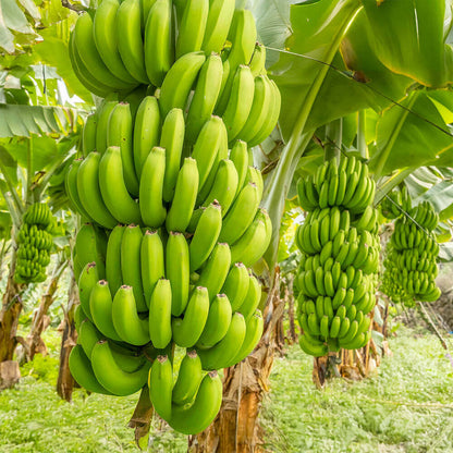 A large bunch of bananas hanging from a banana tree in a lush outdoor farm setting.