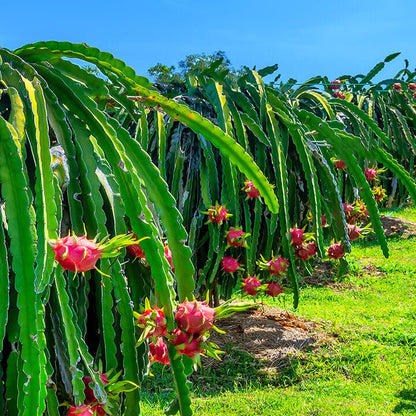 Dragon fruit plants with red pitaya growing on a sunny day.