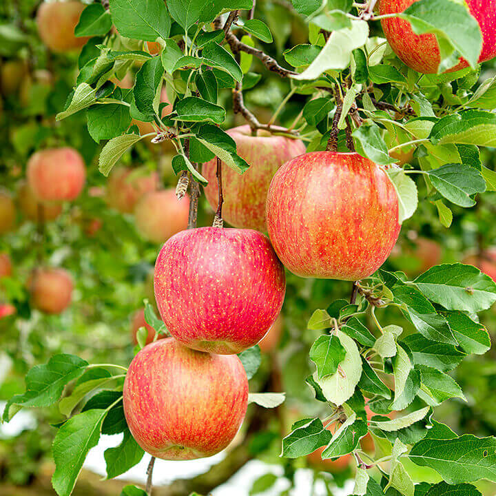 Several red fuji apples hanging from a tree branch with green leaves in an outdoor orchard setting.