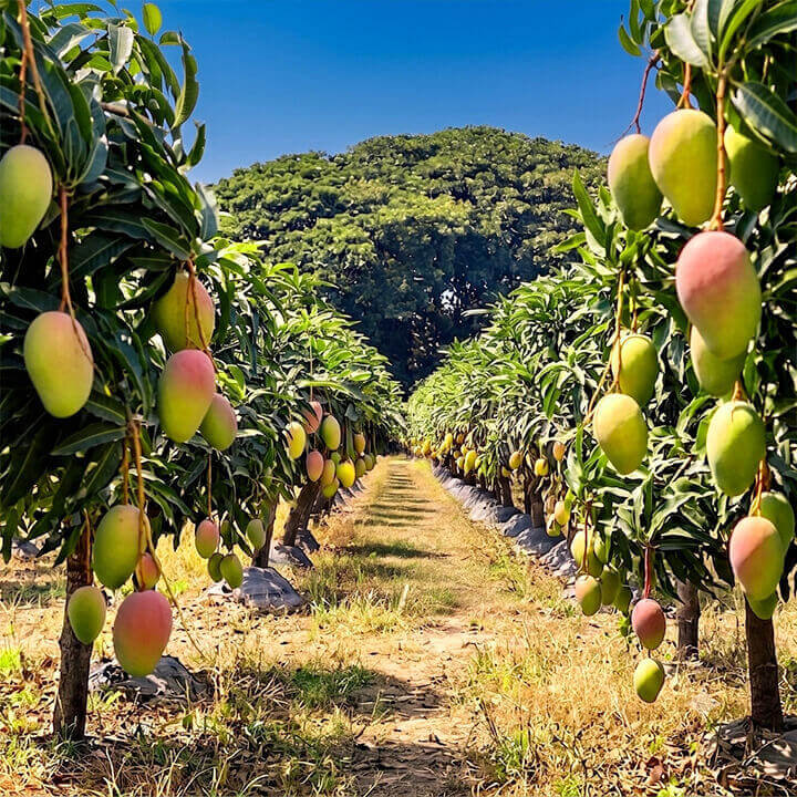 A sunlit mango orchard with rows of hanging mangoes in green, yellow, and pink tones, framed by leafy trees under a clear blue sky.