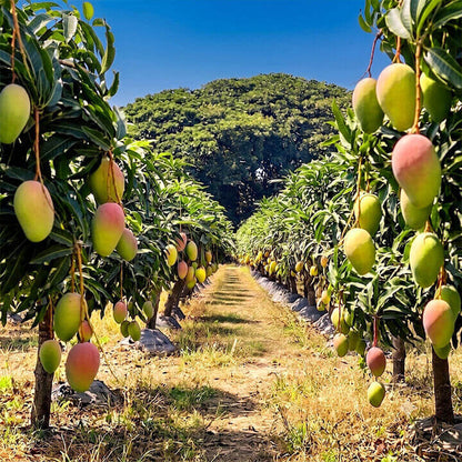 A sunlit mango orchard with rows of hanging mangoes in green, yellow, and pink tones, framed by leafy trees under a clear blue sky.