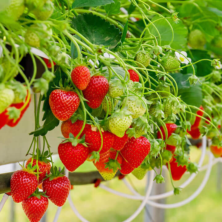 Strawberries growing on a vine with green leaves